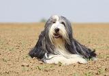 BEARDED COLLIE 273